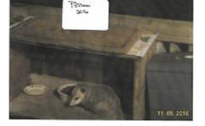 Possum in Belleville