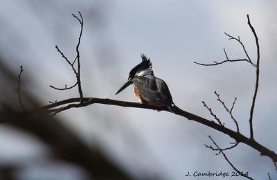 Female Belted Kingfisher