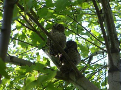 Two of Five near Gage Park, Hamilton, Ontario