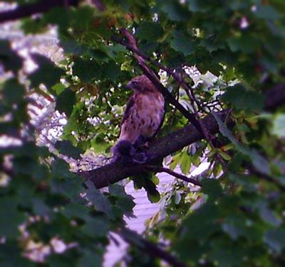 Hawk with pigeon prey