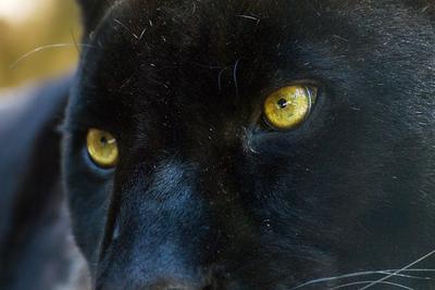 Black panther face and eyes
