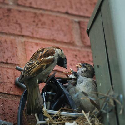 House Sparrows