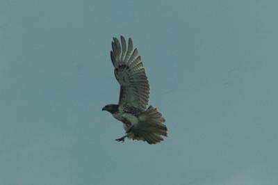 Bird on a wire