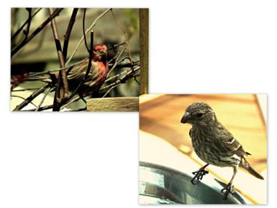 4. Purple Finches