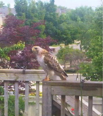 Raptor in Mississauga