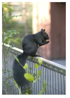 Black phase squirrel sitting on a balcony railing