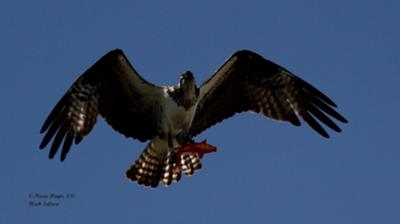 Black Vulture