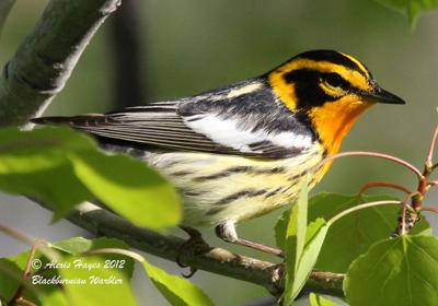 Blackburnian Warbler