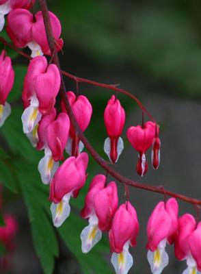 Bleeding Hearts