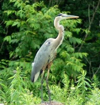 Great Blue Heron beside Kettle Creek, St Thomas, Ontario