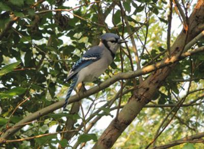 Blue Jay