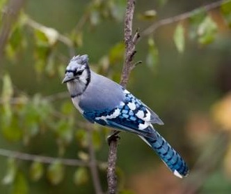Bright blue Blue Jay on a twig