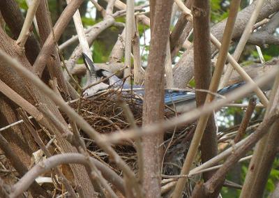 Blue Jay Nest