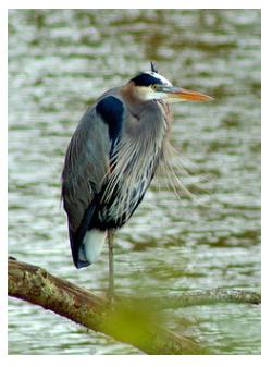 Great Blue Heron in Point Pelee, Ontario