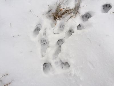 Big Cat prints