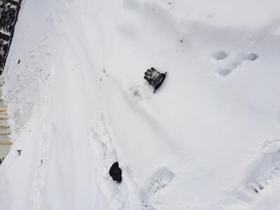 Big Cat prints - with gloves for comparison