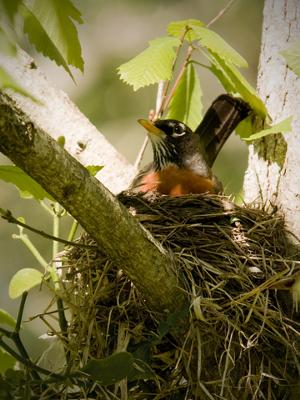 Nesting Robins