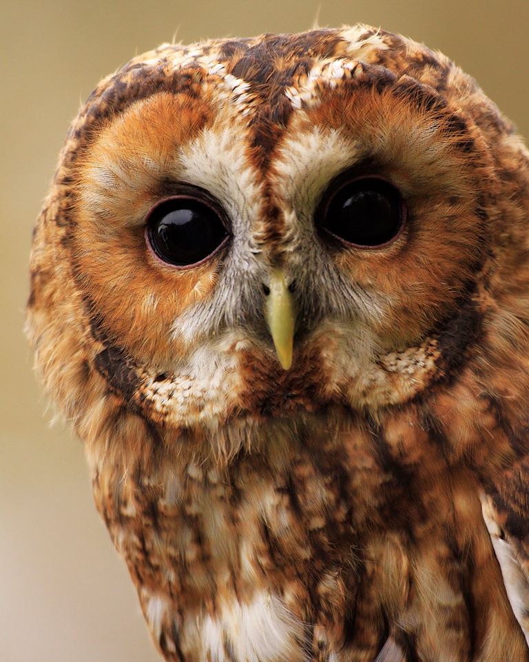 Close-up of small brown owl by Aaron Blanshard