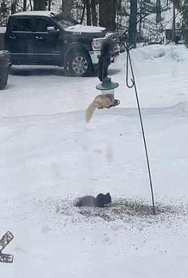 Squirrel on bird feeder