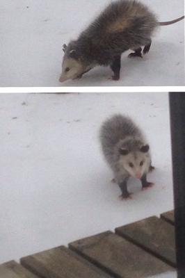 Possum in Cameron, Ontario