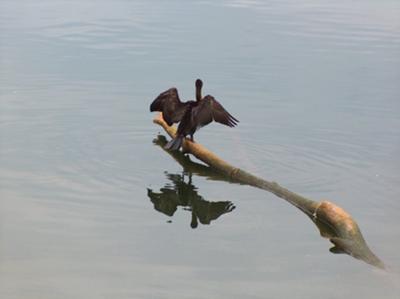 What kind of bird is this?