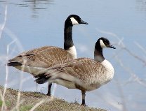 Canada Geese in Georgetown