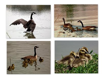 Various Canada Geese
