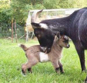 mother and baby goats