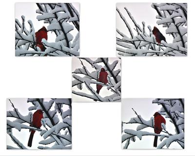 Cardinal in the snow