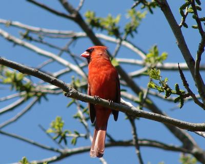 Cardinal