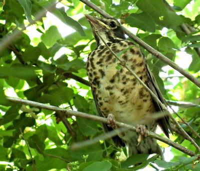 Young Robin