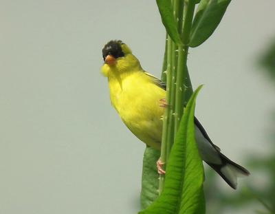 North American Goldfinch