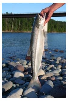 Salmon, lake Erie