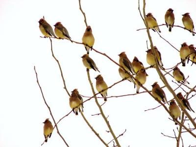 Flock of Cedar Waxwings in tree, by Marinus Pater