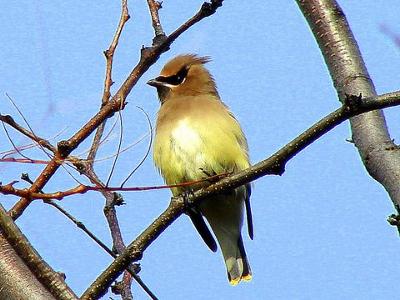 Cedar Waxwing on tree branch, by Marinus Pater