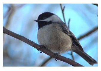 The Cheerful Chickadee on a branch in Ontario