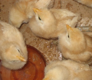 Rhode Island Red chicks