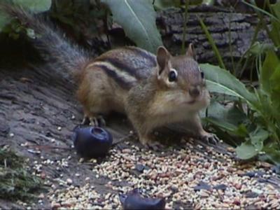 Chipmunk Visit