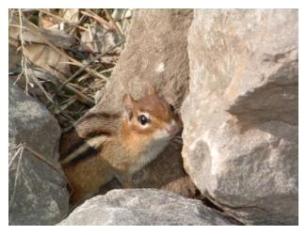 The Eastern Chipmunk of Ontario living in a rock pile