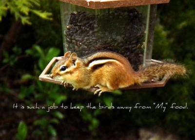 Chipmunk on guard