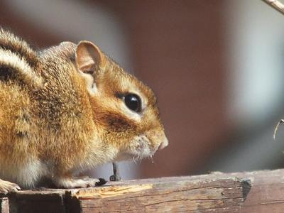 Cheeky Chipmunk