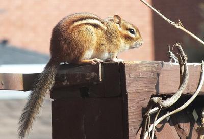 Chipmunk on a post