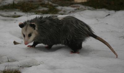 Possum in Cobourg Ontario