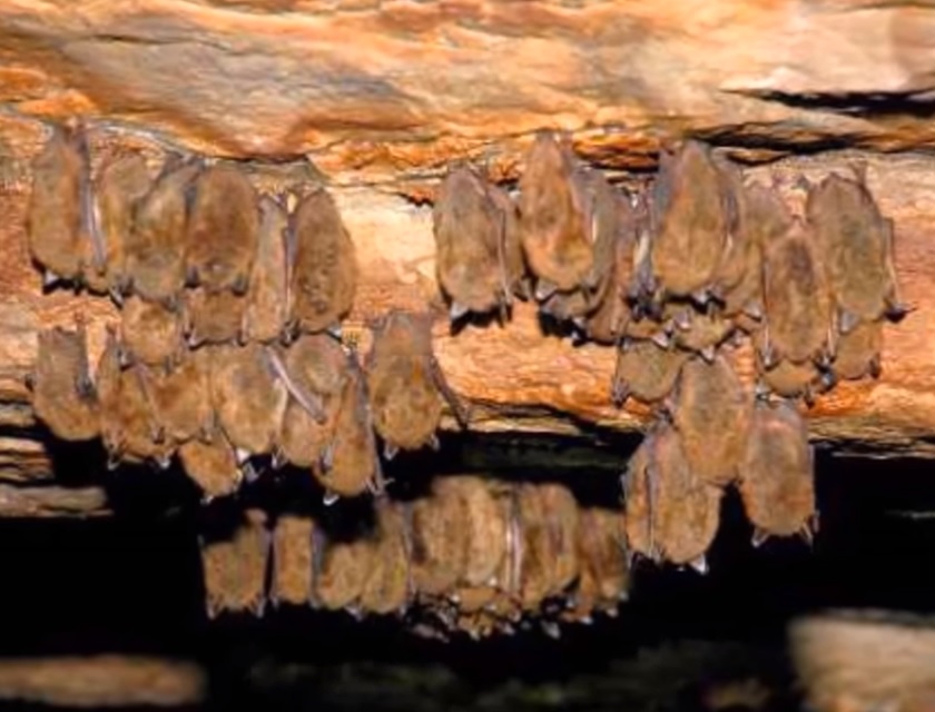 A colony of Little Brown Bats in a cave hanging from the ceiling where they roost for the day Myotis lucifugus