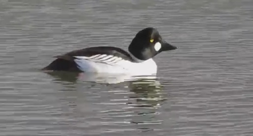 Common Golden Eye on a lake in Canada