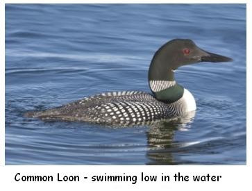 Le Houard - Loon in water, Great Northern Diver on a lake