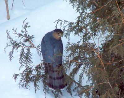 Coopers Hawk in tree in winter with snow on ground