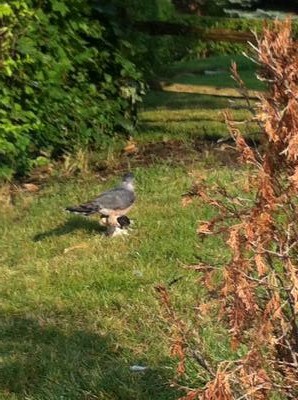 Hawk on the lawn