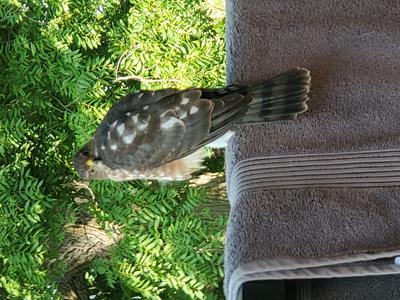 Coopers Hawk