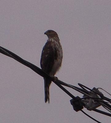 Bird on a Wire